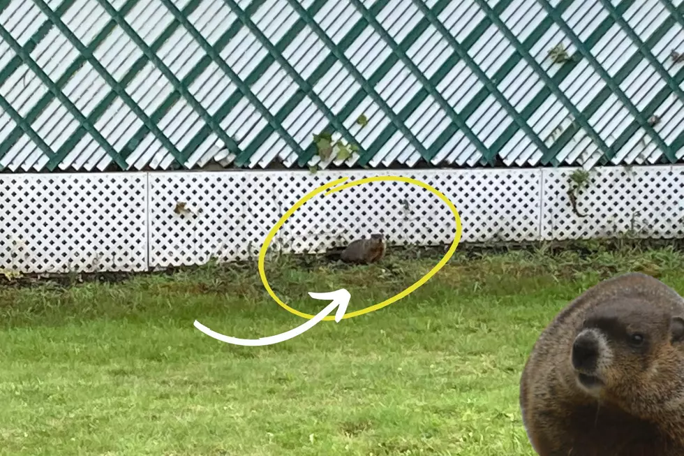 WATCH: There’s Yet Another Creature Tearing Up My Maine Backyard