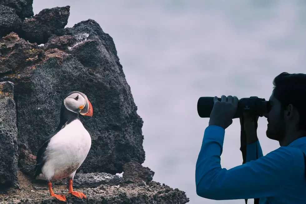 Mind-Blowingly Rare Puffin Has Been Spotted On Maine&#8217;s Coastline