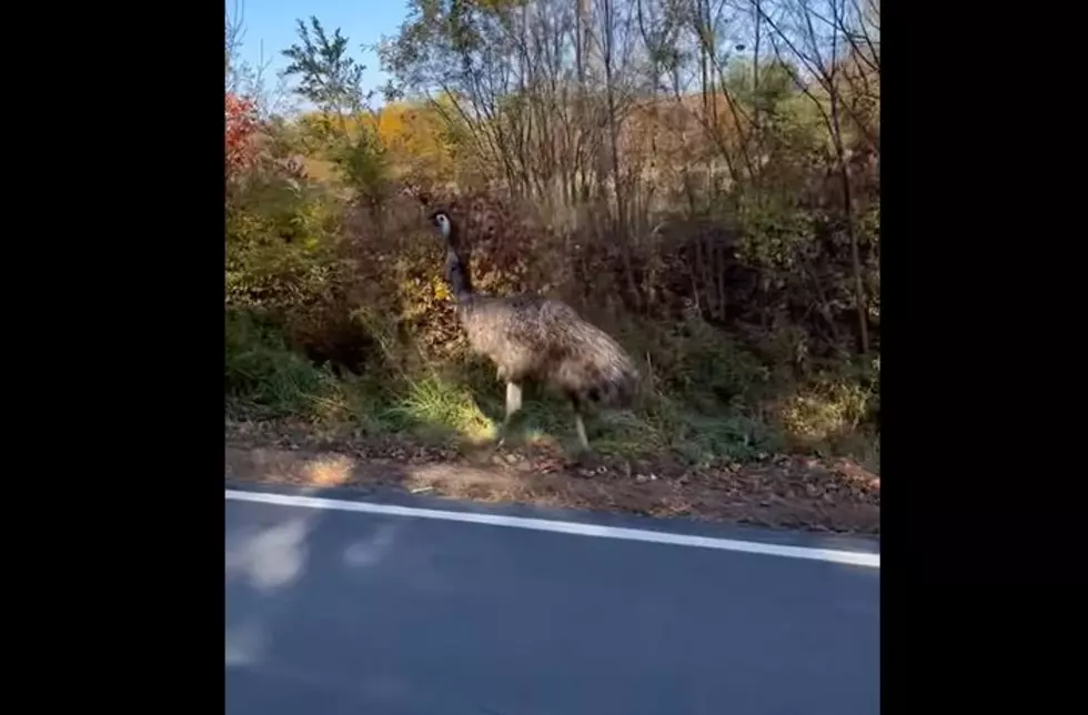 SPOTTED IN MAINE: An Emu Casually Walking Down The Road Sunday Afternoon