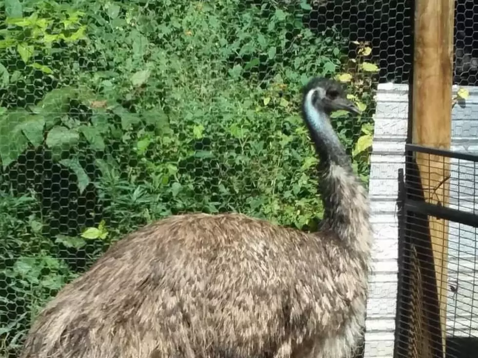 Have You Seen Her? Central Maine Family Desperate to Get Escaped Emu Back Home!