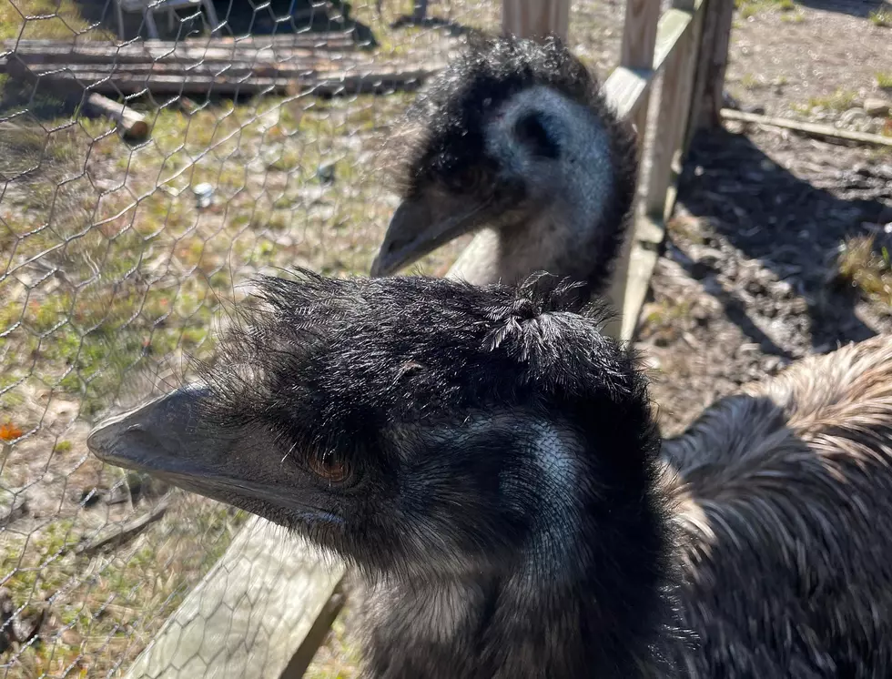 Harriet, The Wayward Central Maine Emu, Reunites With Her Boyfriend, Ozzy!