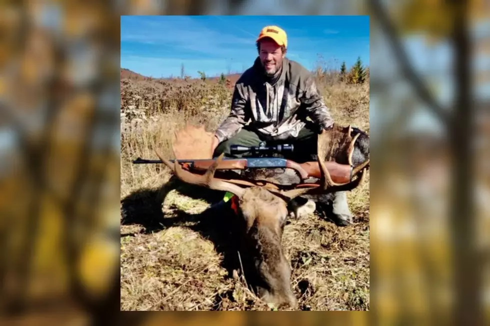 Greene Man Goes Moose Hunting & Uncovers Bizarre Surprise While Harvesting