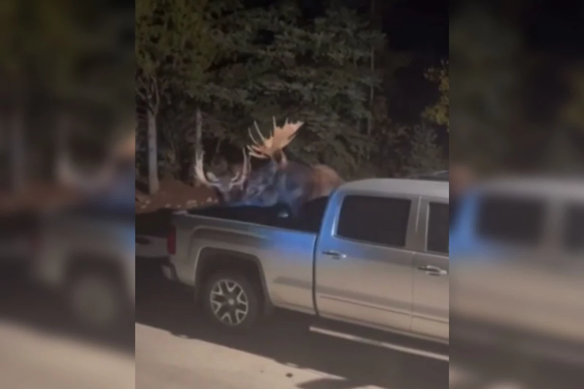 Bull Moose Fight Caught on Camera; Watch as They Ram a New Truck