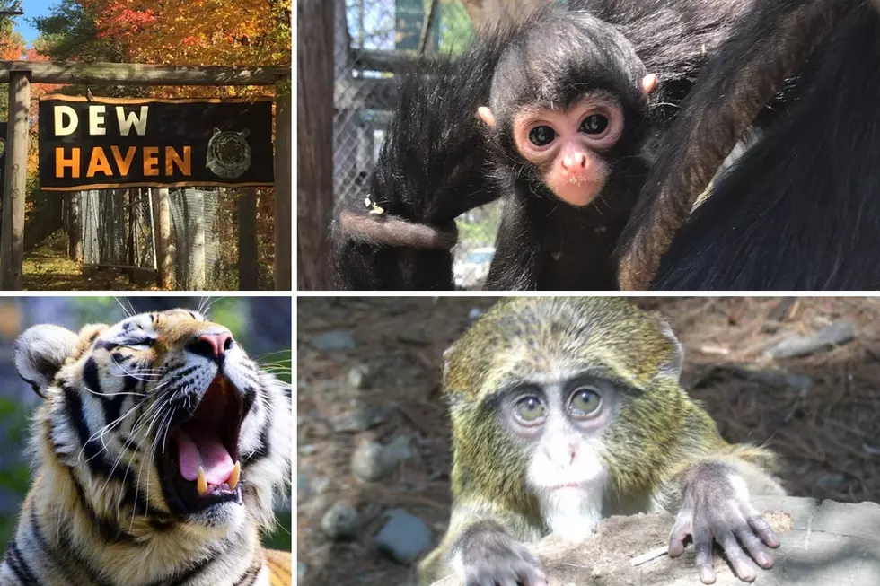 The Rare Animals of This Maine Zoo Are In Need Of Your Help