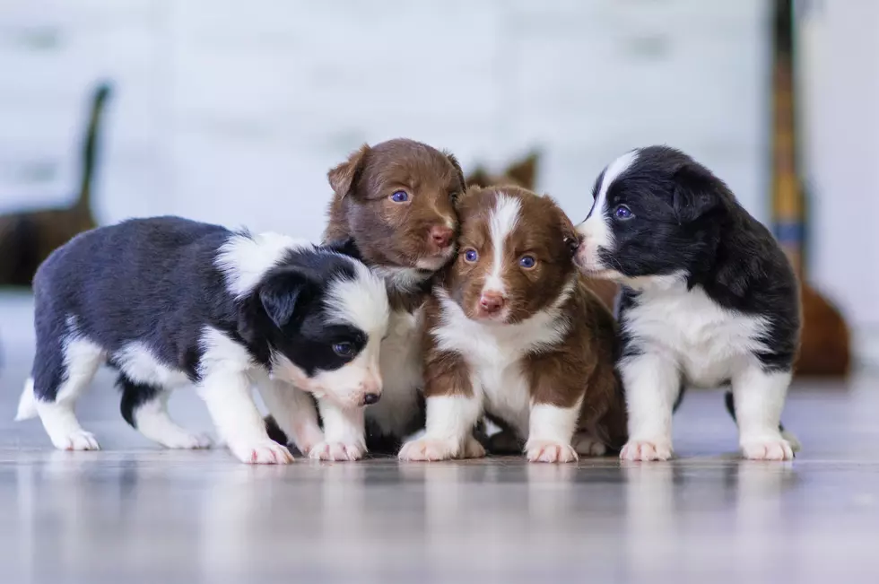 ALERT: Don't Fall for the Maine Facebook Puppy Sale Scam