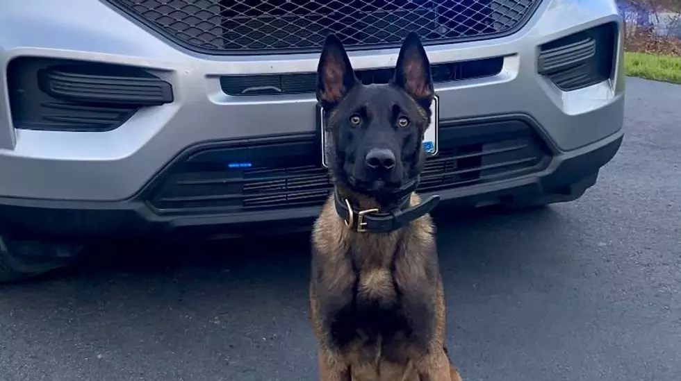 New Maine Police Canine Makes His First Drug Bust Over The Weekend
