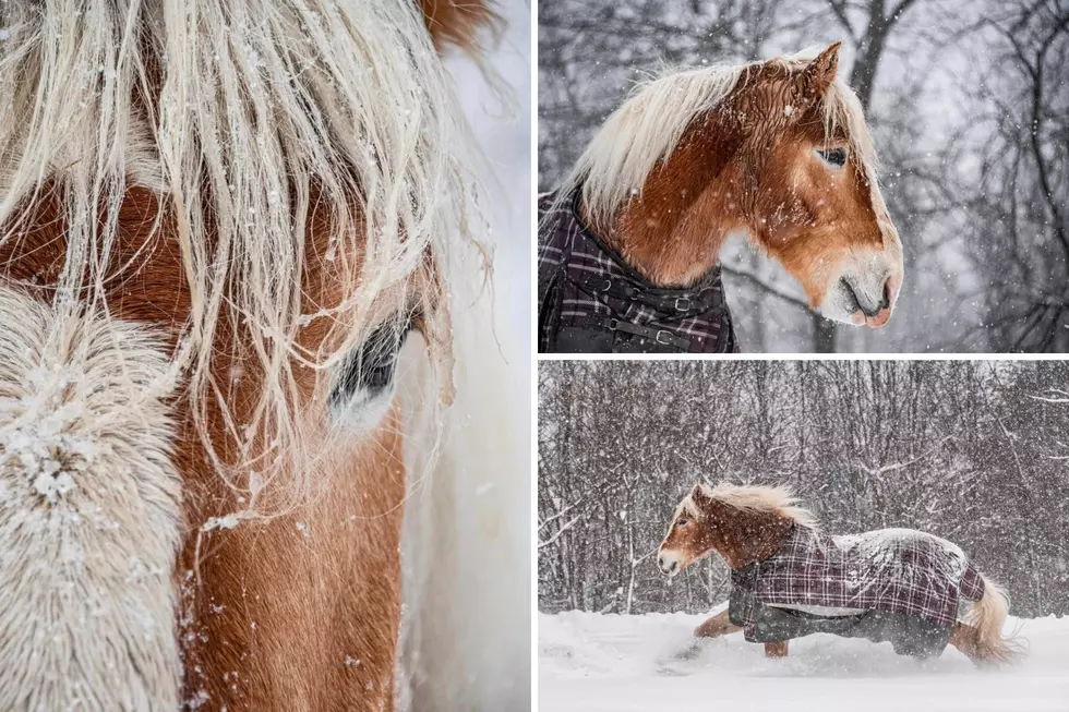 Check Out The Most Majestic Maine Horses Playing in The Snow 