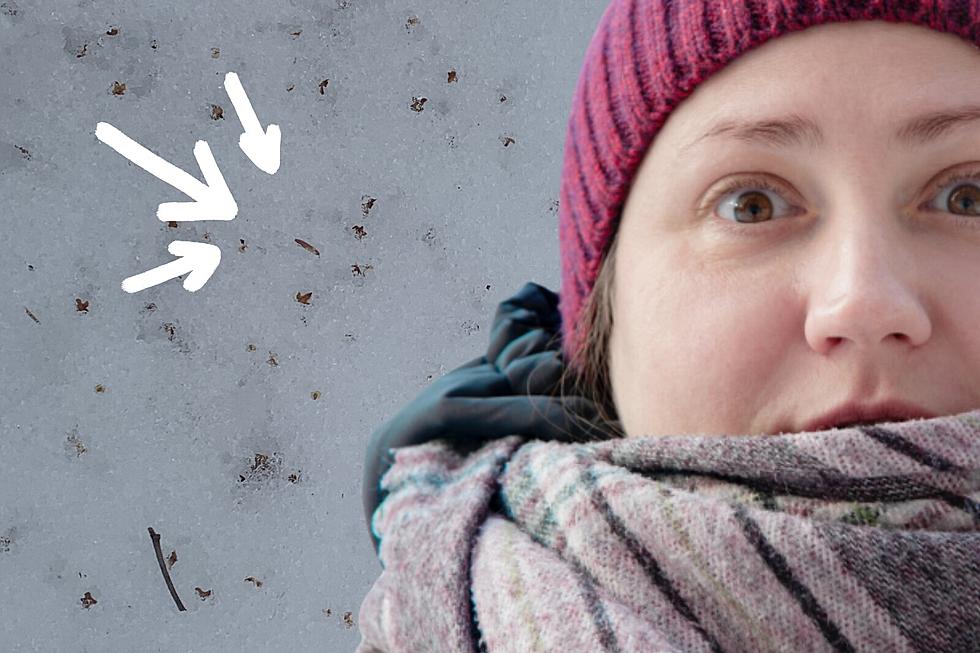 Mystery Solved: What Are These Tiny Brown Things in the Snow in Maine?