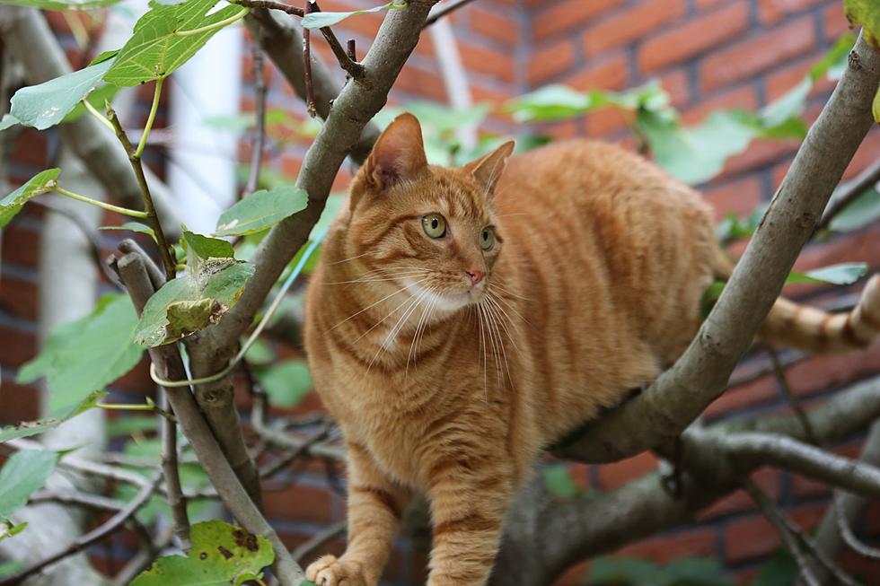 If Your Maine Cat Wanders Out of Your Yard, You Could Soon be Fined $500