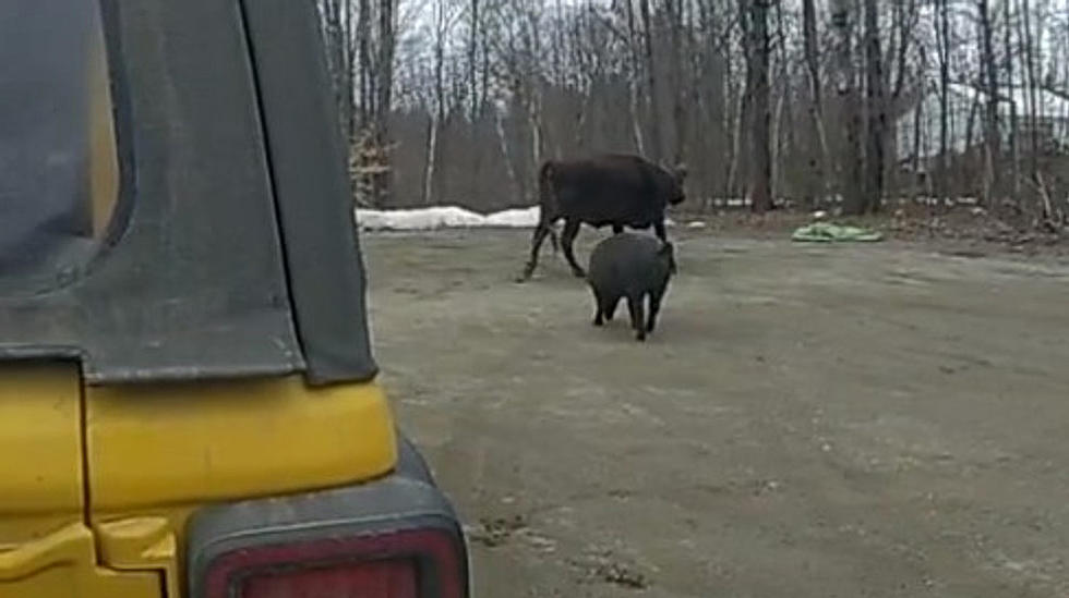 Maine Woman Injured After Being Picked Up And Thrown by Enraged Cow