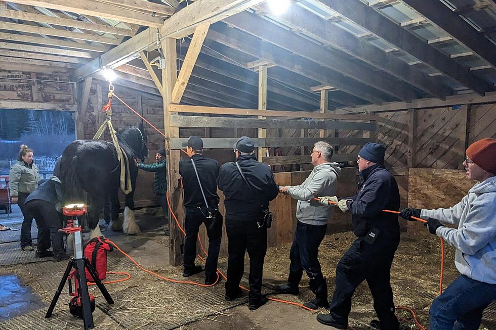Mainers Unite to Save Fallen Horse That Couldn't Get Up