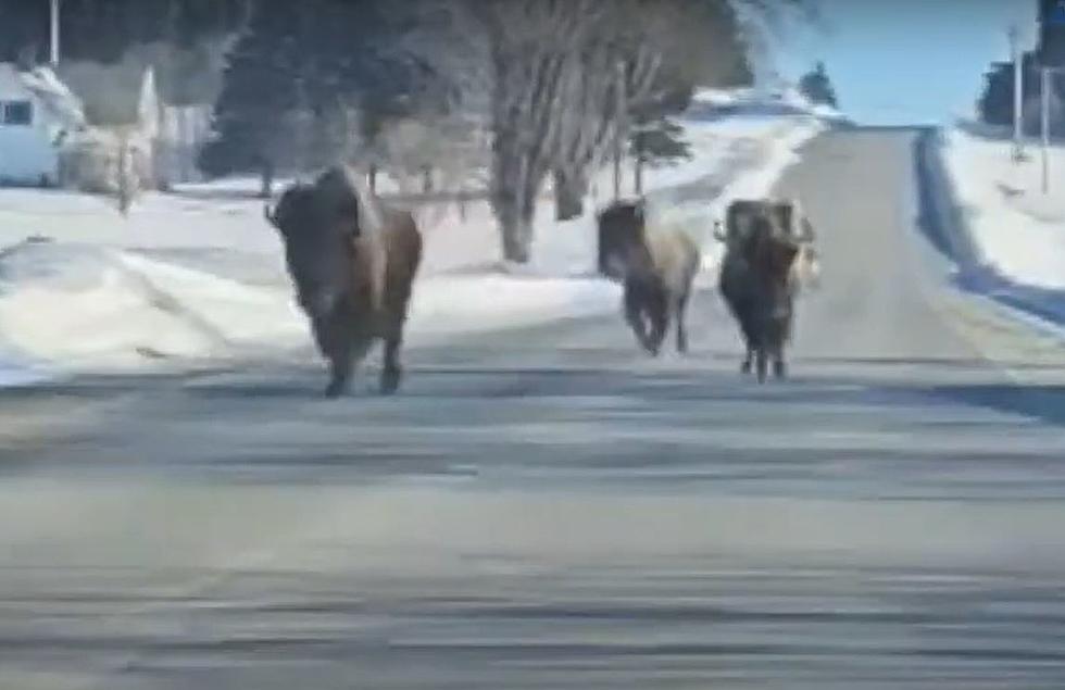 WATCH OUT! There Are Literal Bison on The Loose in Maine&#8230;..Again