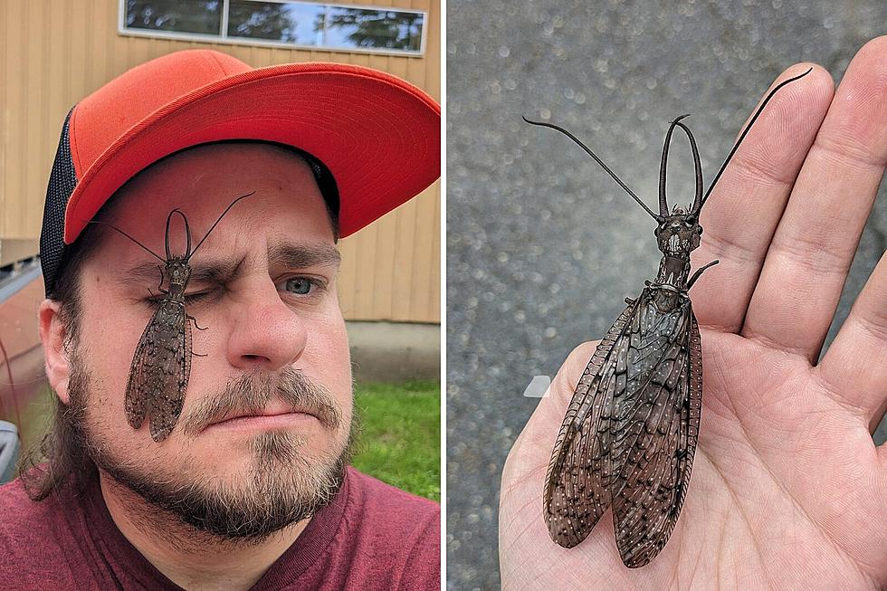 Beware of the Gigantic Dobsonflies in Maine