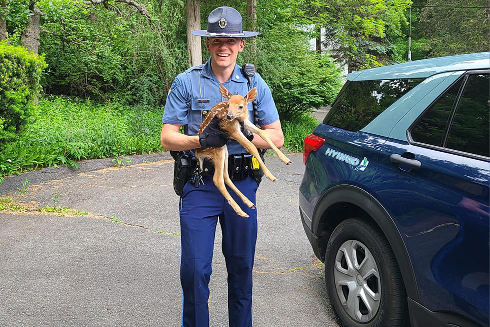 Massachusetts State Trooper Rescues Baby Deer from Busy Highway 