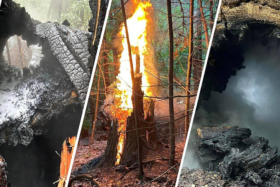 Incredible Photos Show Maine Tree on Fire After Lightning Strike 