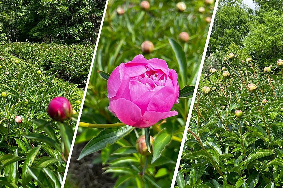 Magical Maine Garden With Gorgeous Peonies Worth The Trip
