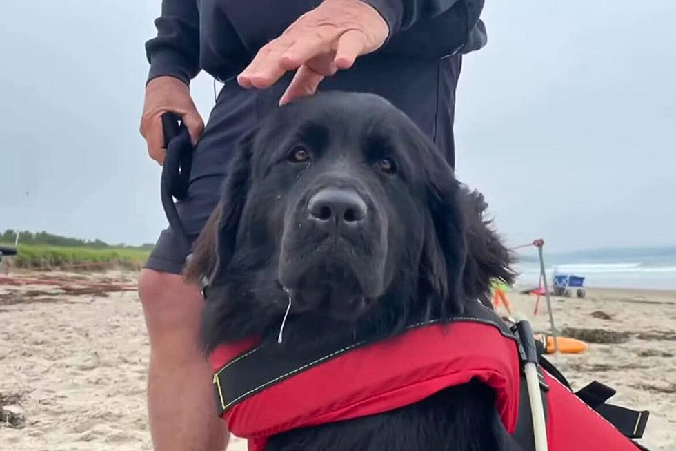 The Nation's First Doggie Lifeguards Right Here in Maine