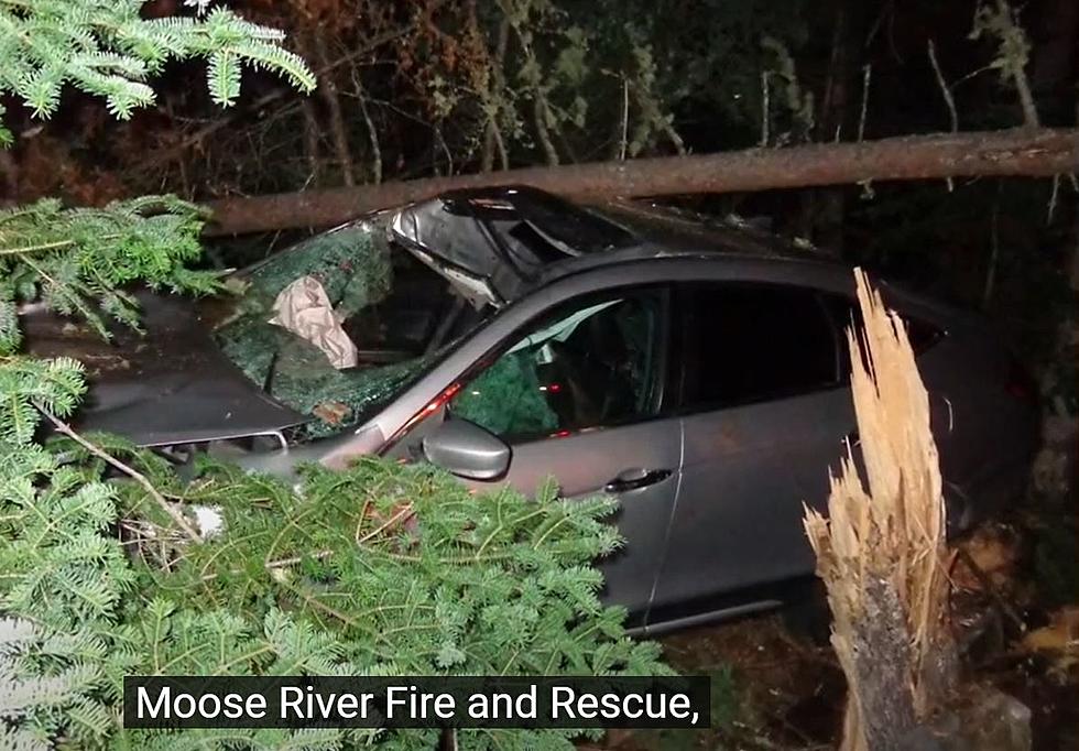 Multiple People Injured as Car Slams Into Maine Moose & Killing it Before Plunging Into Trees