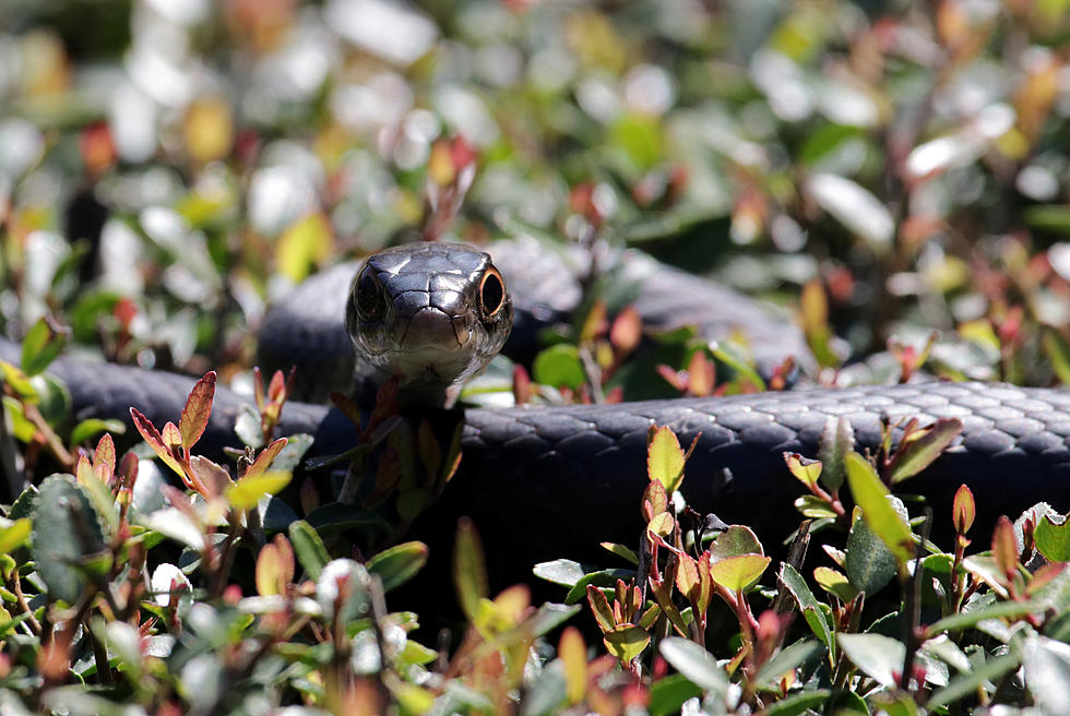 Maine's Largest Native Snake Over 5 Feet, Can Slither Over 10 MPH