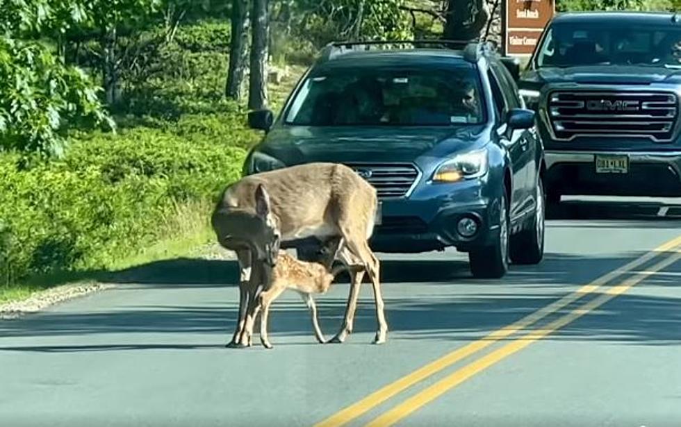 WATCH: Maine Doe Stops Traffic in Both Directions to Feed Her Hungry Young Fawn