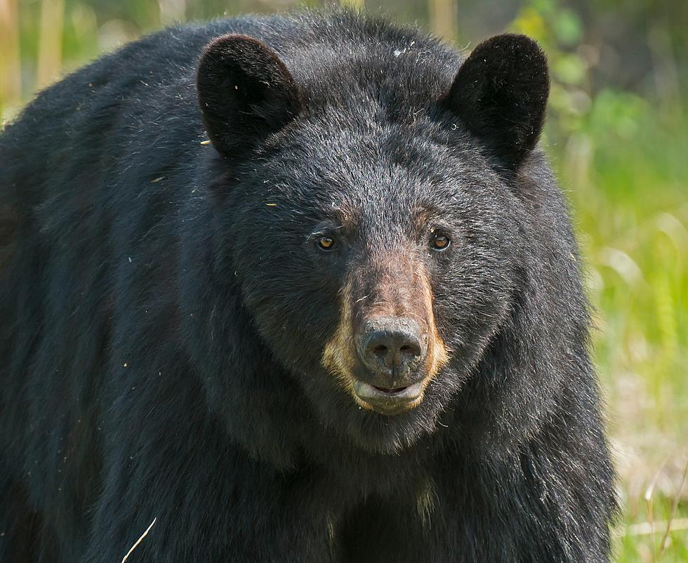 Maine Woman Bitten by Black Bear After Punching It in Backyard