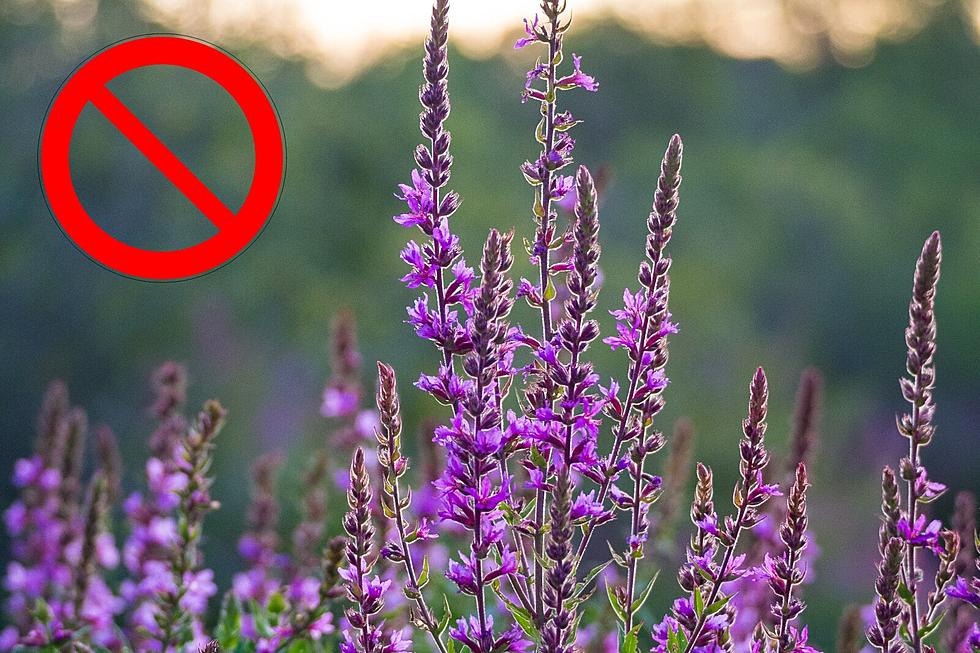 Most Unwanted Plant in Maine is Probably Growing on Your Property