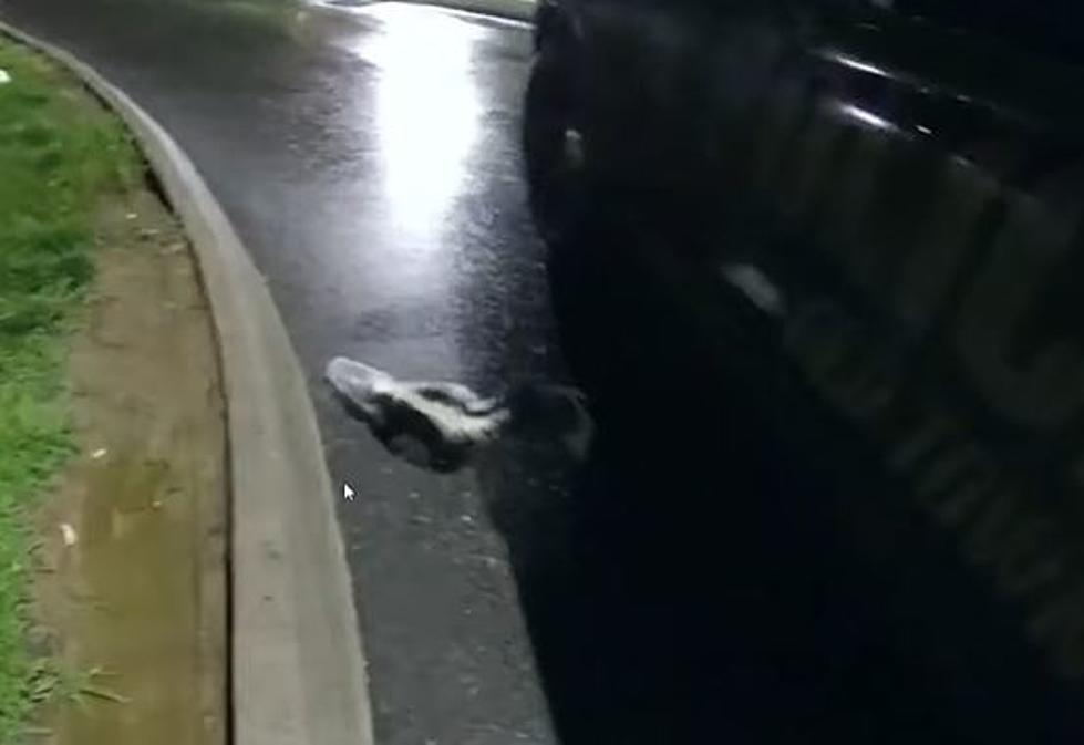 Maine Police Officer Helps Adorable Little Skunk With Its Head Stuck Deep Inside a Cup