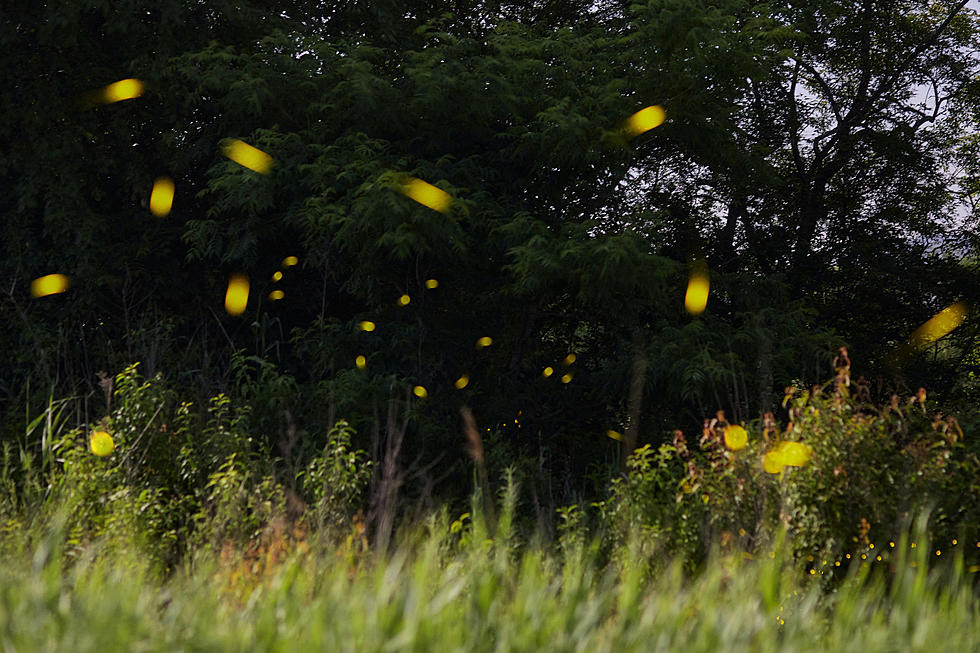 Unraveling the Mystery: The Disappearance of Fireflies in Maine