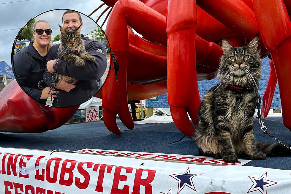 Was This Beautiful Maine Coon the First Cat to Go to the Maine Lobster Festival?