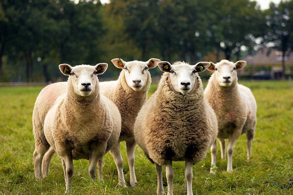 Maine Woman Wakes Up to 91 Escaped Sheep in Her Front Yard Thursday Morning