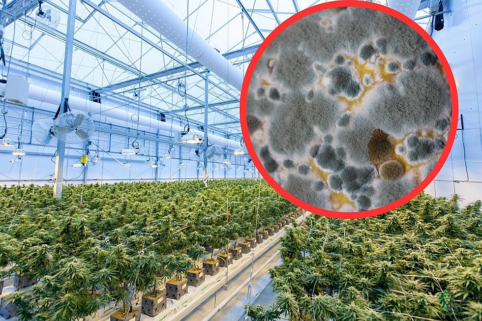Maine Officials: Half of Maine’s Medical Cannabis Could Be Tainted With Mold, Pesticides