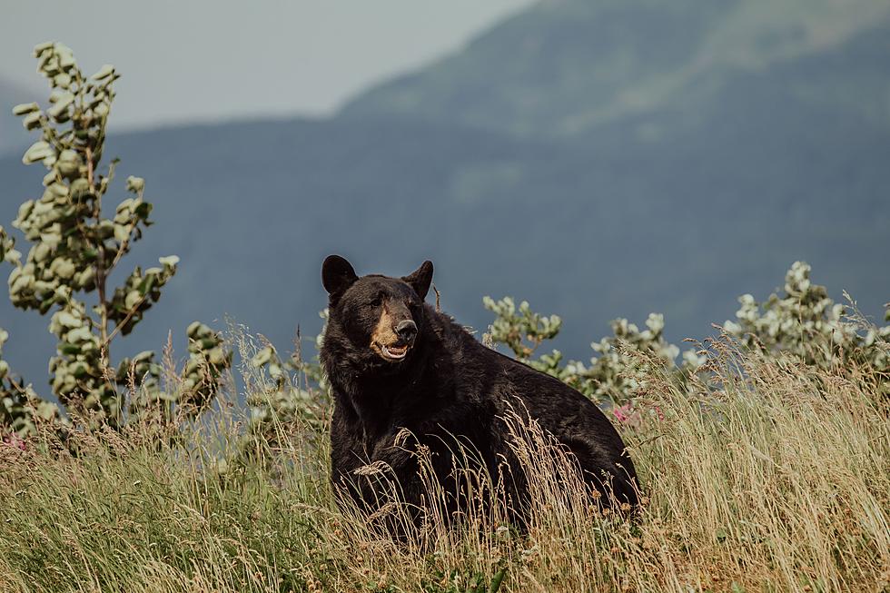 Should You Play Dead if a Black Bear Attacks You in Maine?