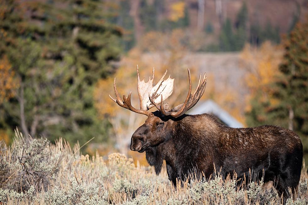 WATCH: Massive Maine Moose Spotted Up Close Hiking on Mountain