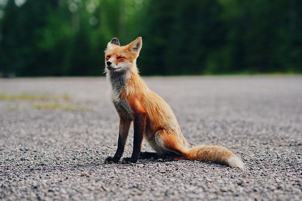 Maine Man Bringing Out His Garbage Bitten Multiple Times by Fox