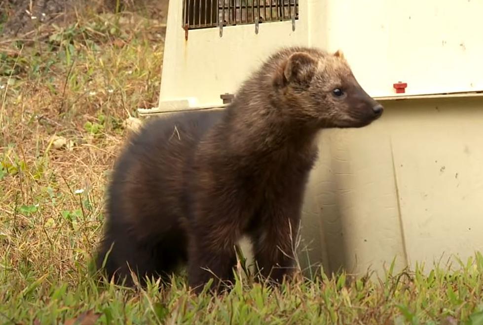 Haven’t Crossed Paths With a Fisher Cat in Maine? Here’s What to Keep an Eye Out for