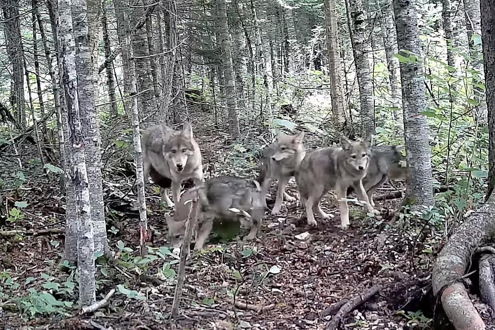 Wild New Video Appears to Show Wolves Running Through The Woods of Maine