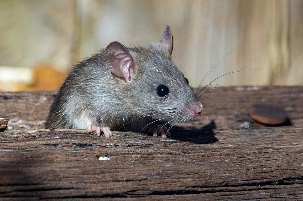 A Maine City's Rat Infestation is Being Blamed on One Woman