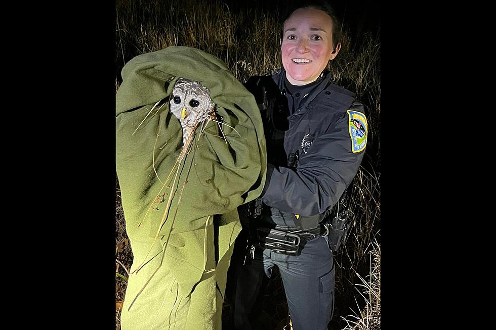 Maine Police Officer Rescues Owl That Flew Into an Oncoming Vehicle
