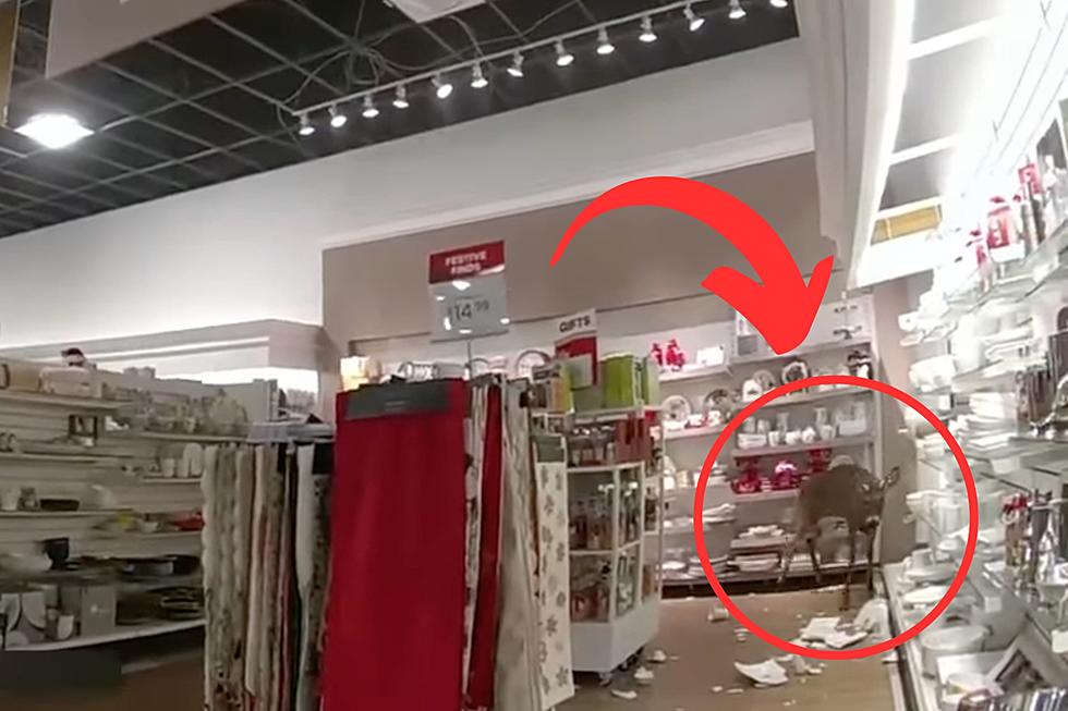 WATCH: Wild Deer Breaks Into Maine TJ Maxx Store