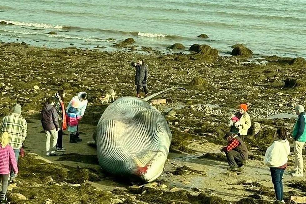 WATCH: Young Maine Whale Intentionally Beaches Herself, Dies as Spectators Gather on the Beach