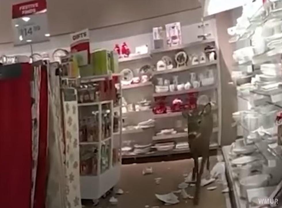 WATCH: Wild Deer Breaks Into Maine TJ Maxx, Plows Through Merchandise