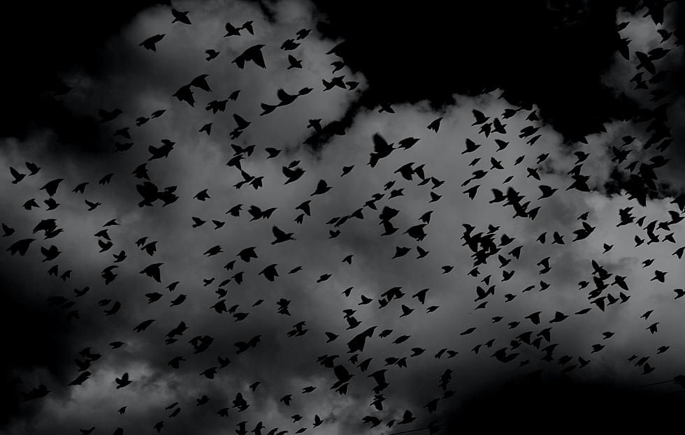 What&#8217;s Up With All the Crows Clouding the Skies in Maine?