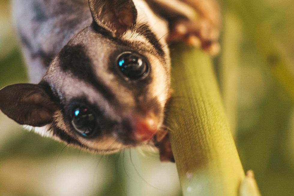 Tons of Adorable Sugar Gliders Rescued in New Hampshire
