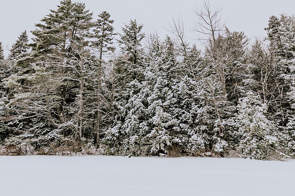 This is How a Couple Survived Almost a Year in the Maine Woods