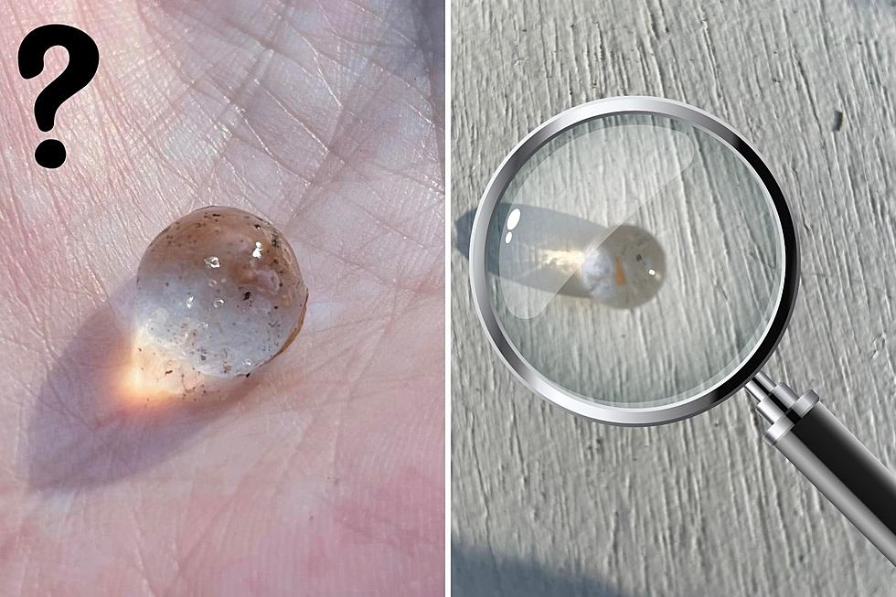 Solve the Mystery: Is This Bubble Thing Found in Maine Alive?