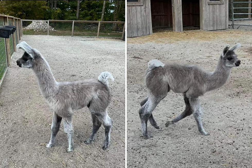Maine Residents Urged to Keep an Eye Out for Missing Llama
