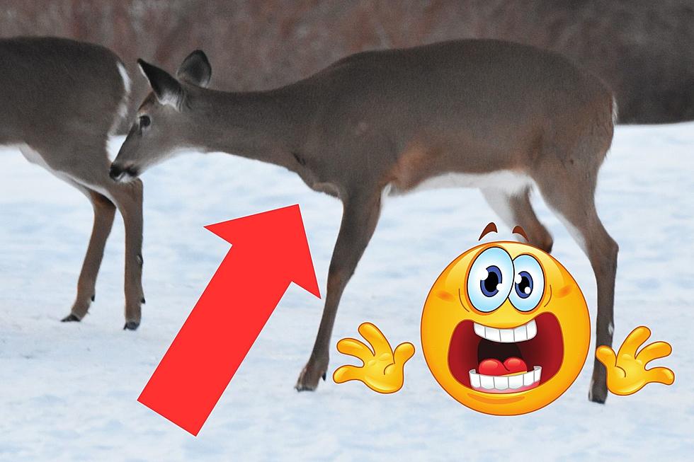 Augusta, Maine, Man Says Backyard Deer Apparently Had Leg ‘Fall Off’ Over Night