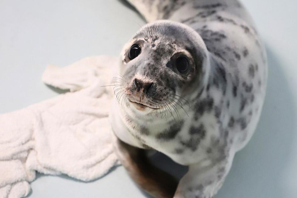 Maine’s Cutest Wandering Seal Pup is Finally Going Home