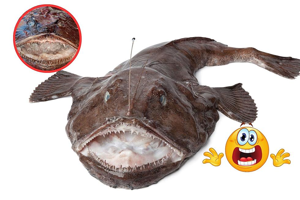 This Crazy A** Looking Fish is Going to be Served For Lunch in Maine Schools