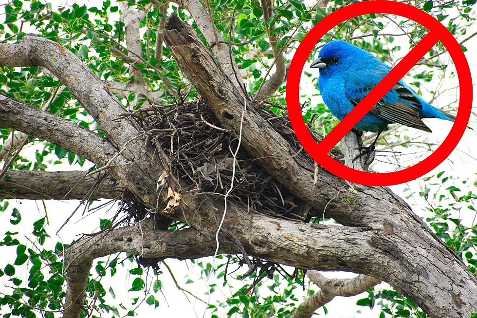 That Ball of Leaves in Your Maine Tree Isn&#8217;t a Bird&#8217;s Nest